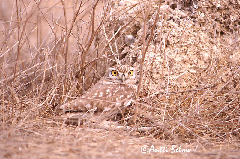 Israel
slide
Avainsanat: Mussol comú Kirkeugle Steenuil Little Owl Kivikakk Minervanpöllö Chevêche d'Athéna Steinkauz Kuvik Kattugla Kirkeugle Mocho-galego Athene noctua Mochuelo Común Minervauggla