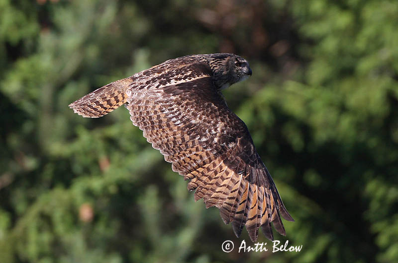 Avainsanat: Duc Stor hornugle Oehoe Eurasian Eagle Owl Kassikakk Huuhkaja Grand-duc d'Europe Uhu Uhu Úfur Gufo reale Hubro Bufo-real Bubo bubo Búho Real Berguv