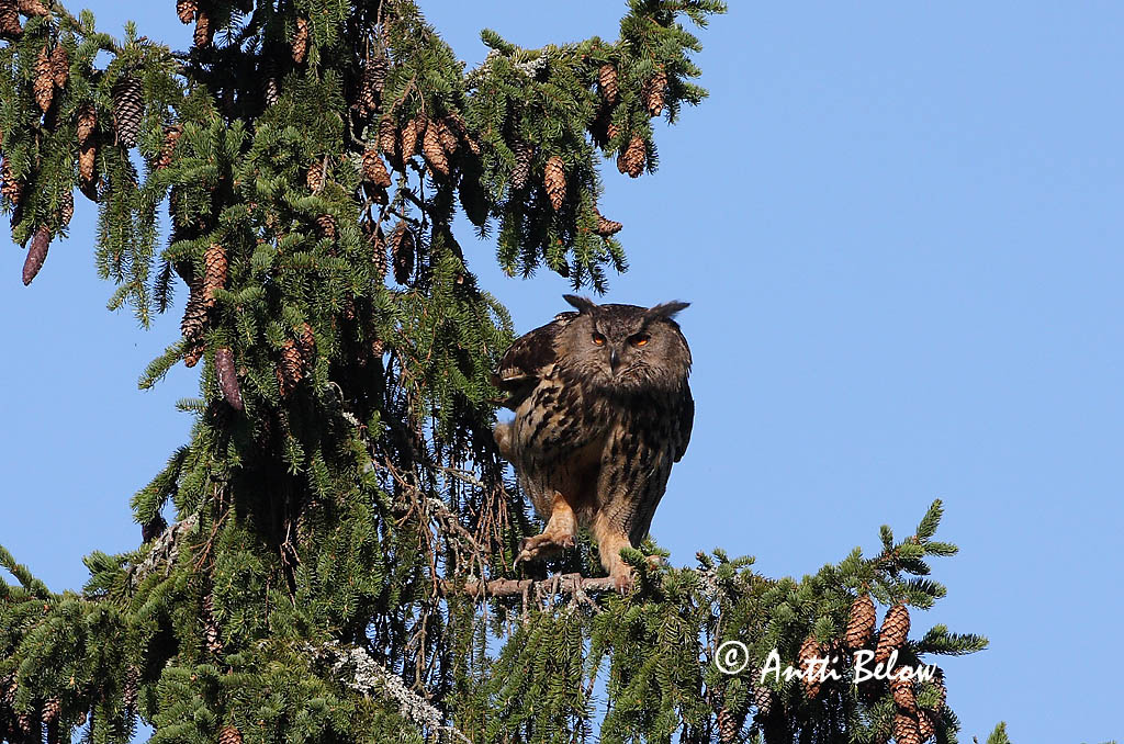 Avainsanat: Duc Stor hornugle Oehoe Eurasian Eagle Owl Kassikakk Huuhkaja Grand-duc d'Europe Uhu Uhu Úfur Gufo reale Hubro Bufo-real Bubo bubo Búho Real Berguv
