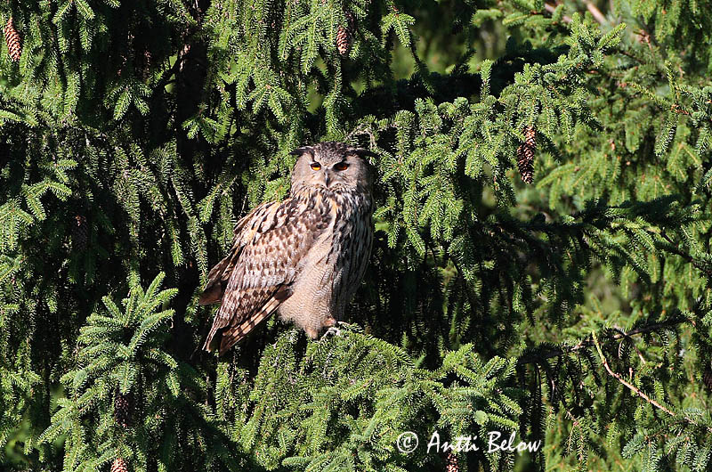 Avainsanat: Duc Stor hornugle Oehoe Eurasian Eagle Owl Kassikakk Huuhkaja Grand-duc d'Europe Uhu Uhu Úfur Gufo reale Hubro Bufo-real Bubo bubo Búho Real Berguv