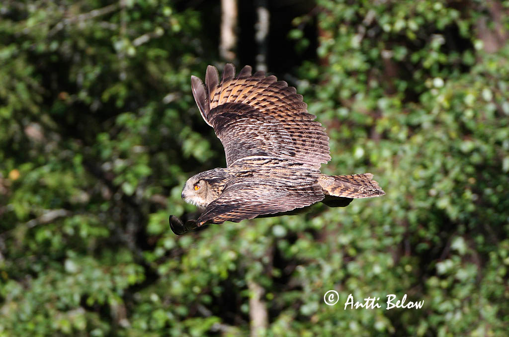 Avainsanat: Duc Stor hornugle Oehoe Eurasian Eagle Owl Kassikakk Huuhkaja Grand-duc d'Europe Uhu Uhu Úfur Gufo reale Hubro Bufo-real Bubo bubo Búho Real Berguv