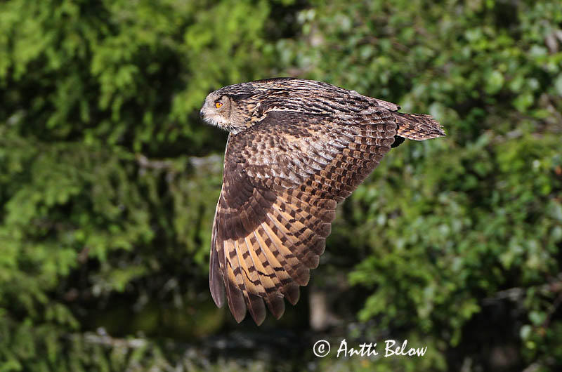 Avainsanat: Duc Stor hornugle Oehoe Eurasian Eagle Owl Kassikakk Huuhkaja Grand-duc d'Europe Uhu Uhu Úfur Gufo reale Hubro Bufo-real Bubo bubo Búho Real Berguv