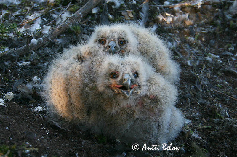 Avainsanat: Duc Stor hornugle Oehoe Eurasian Eagle Owl Kassikakk Huuhkaja Grand-duc d'Europe Uhu Uhu Úfur Gufo reale Hubro Bufo-real Bubo bubo Búho Real Berguv