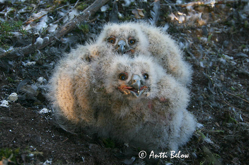 Avainsanat: Duc Stor hornugle Oehoe Eurasian Eagle Owl Kassikakk Huuhkaja Grand-duc d'Europe Uhu Uhu Úfur Gufo reale Hubro Bufo-real Bubo bubo Búho Real Berguv