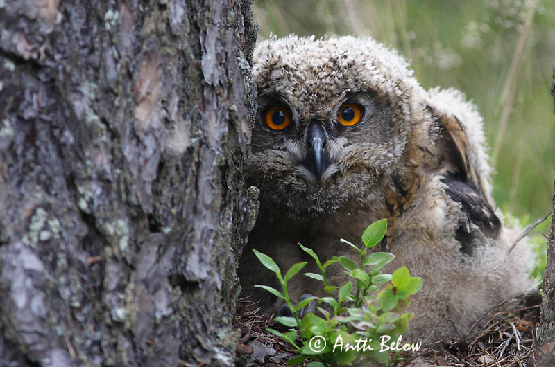 Avainsanat: Duc Stor hornugle Oehoe Eurasian Eagle Owl Kassikakk Huuhkaja Grand-duc d'Europe Uhu Uhu Úfur Gufo reale Hubro Bufo-real Bubo bubo Búho Real Berguv