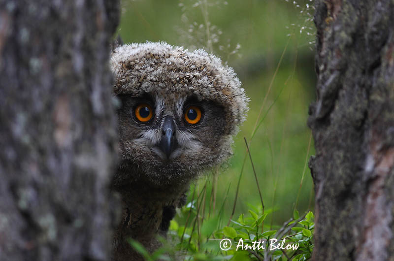 Avainsanat: Duc Stor hornugle Oehoe Eurasian Eagle Owl Kassikakk Huuhkaja Grand-duc d'Europe Uhu Uhu Úfur Gufo reale Hubro Bufo-real Bubo bubo Búho Real Berguv