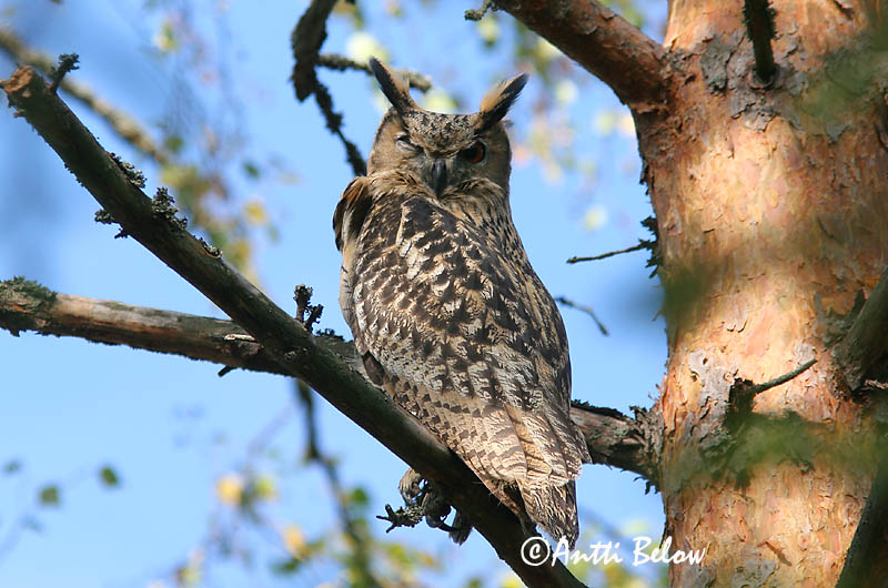 Avainsanat: Duc Stor hornugle Oehoe Eurasian Eagle Owl Kassikakk Huuhkaja Grand-duc d'Europe Uhu Uhu Úfur Gufo reale Hubro Bufo-real Bubo bubo Búho Real Berguv