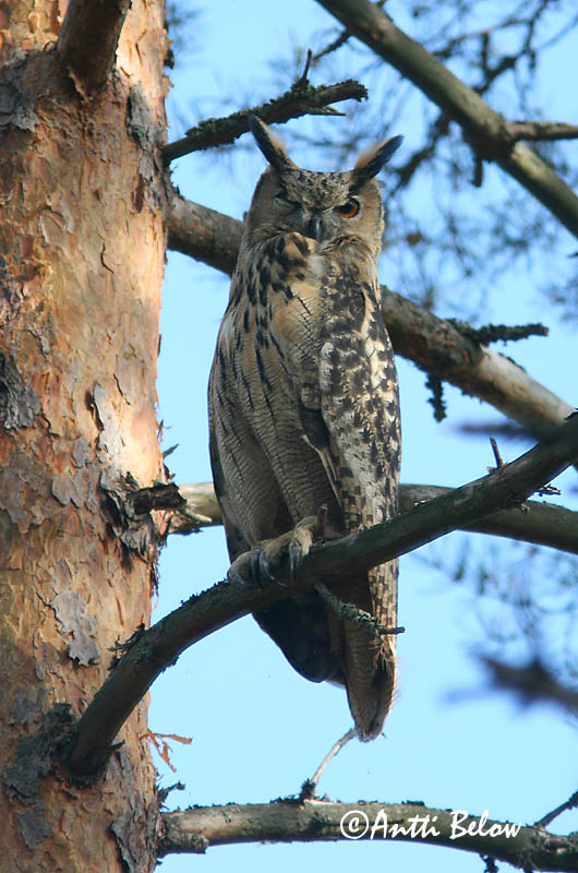 Avainsanat: Duc Stor hornugle Oehoe Eurasian Eagle Owl Kassikakk Huuhkaja Grand-duc d'Europe Uhu Uhu Úfur Gufo reale Hubro Bufo-real Bubo bubo Búho Real Berguv