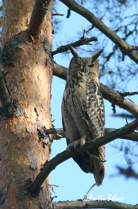 Avainsanat: Duc Stor hornugle Oehoe Eurasian Eagle Owl Kassikakk Huuhkaja Grand-duc d'Europe Uhu Uhu Úfur Gufo reale Hubro Bufo-real Bubo bubo Búho Real Berguv