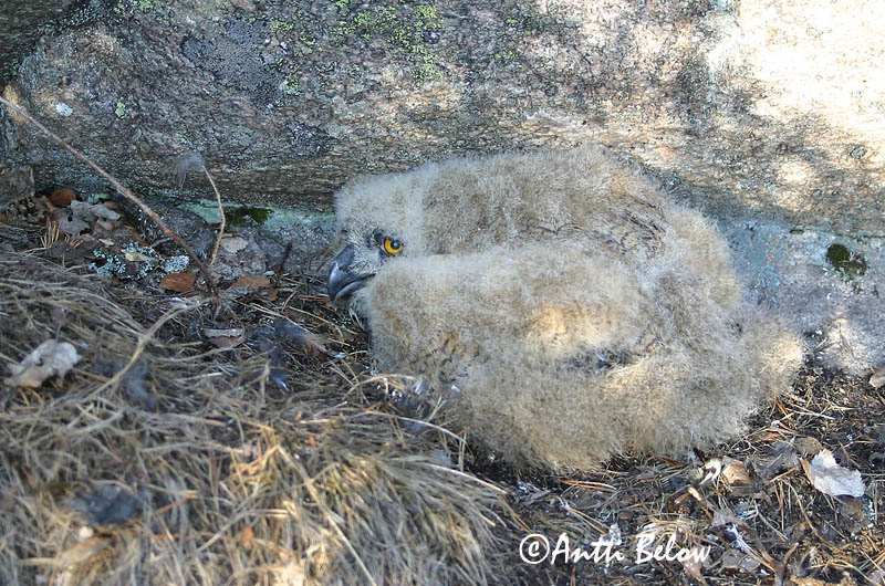 Avainsanat: Duc Stor hornugle Oehoe Eurasian Eagle Owl Kassikakk Huuhkaja Grand-duc d'Europe Uhu Uhu Úfur Gufo reale Hubro Bufo-real Bubo bubo Búho Real Berguv