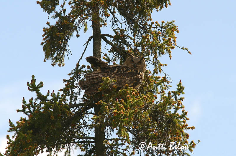 Avainsanat: Duc Stor hornugle Oehoe Eurasian Eagle Owl Kassikakk Huuhkaja Grand-duc d'Europe Uhu Uhu Úfur Gufo reale Hubro Bufo-real Bubo bubo Búho Real Berguv
