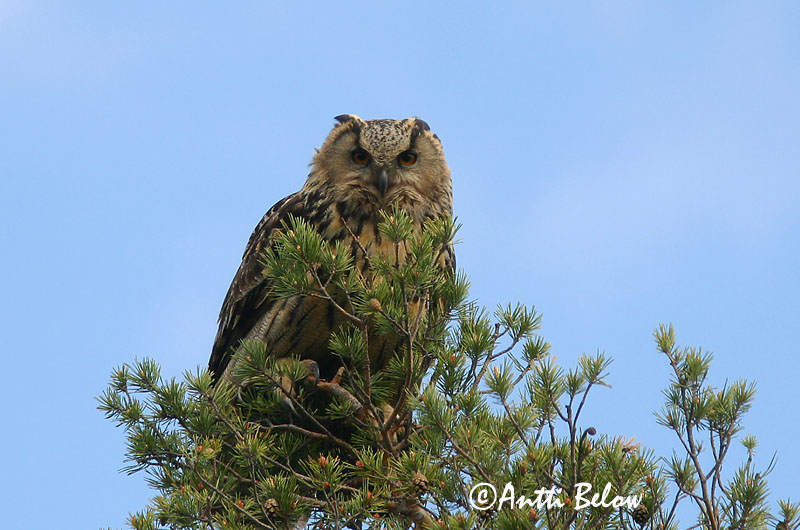 Avainsanat: Duc Stor hornugle Oehoe Eurasian Eagle Owl Kassikakk Huuhkaja Grand-duc d'Europe Uhu Uhu Úfur Gufo reale Hubro Bufo-real Bubo bubo Búho Real Berguv