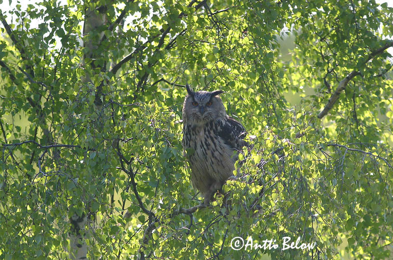 Avainsanat: Duc Stor hornugle Oehoe Eurasian Eagle Owl Kassikakk Huuhkaja Grand-duc d'Europe Uhu Uhu Úfur Gufo reale Hubro Bufo-real Bubo bubo Búho Real Berguv