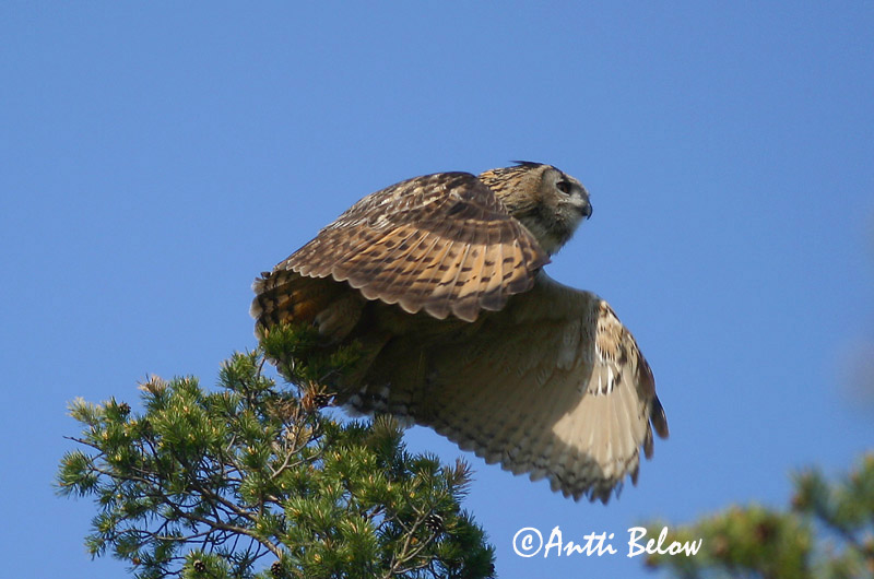 Avainsanat: Duc Stor hornugle Oehoe Eurasian Eagle Owl Kassikakk Huuhkaja Grand-duc d'Europe Uhu Uhu Úfur Gufo reale Hubro Bufo-real Bubo bubo Búho Real Berguv