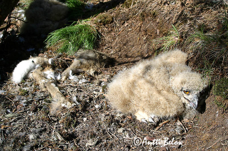 Avainsanat: Duc Stor hornugle Oehoe Eurasian Eagle Owl Kassikakk Huuhkaja Grand-duc d'Europe Uhu Uhu Úfur Gufo reale Hubro Bufo-real Bubo bubo Búho Real Berguv