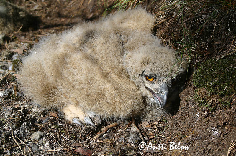 Avainsanat: Duc Stor hornugle Oehoe Eurasian Eagle Owl Kassikakk Huuhkaja Grand-duc d'Europe Uhu Uhu Úfur Gufo reale Hubro Bufo-real Bubo bubo Búho Real Berguv