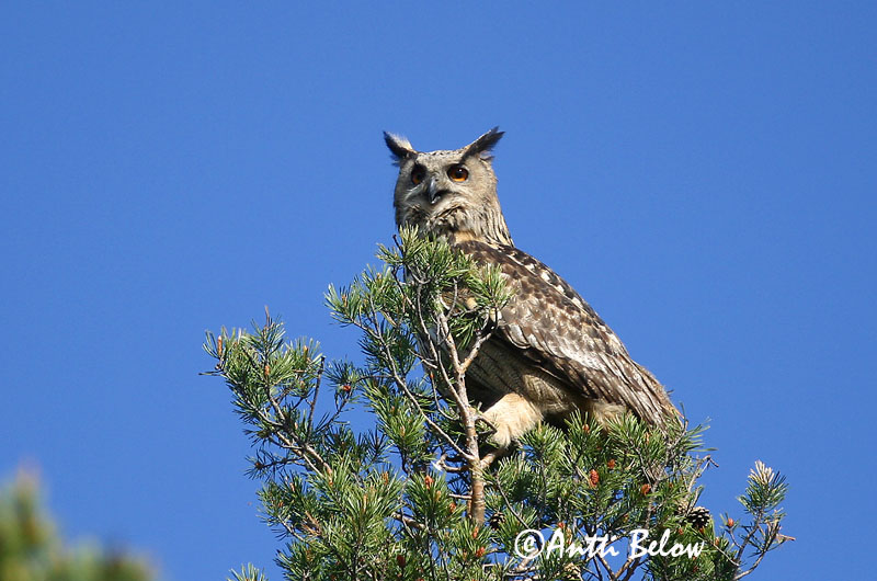 Avainsanat: Duc Stor hornugle Oehoe Eurasian Eagle Owl Kassikakk Huuhkaja Grand-duc d'Europe Uhu Uhu Úfur Gufo reale Hubro Bufo-real Bubo bubo Búho Real Berguv