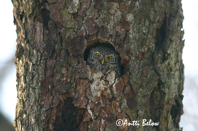 Avainsanat: Spurveugle Dwerguil Eurasian Pygmy Owl Värbkakk Varpuspöllö Chevêchette d'Europe Sperlingskauz Törpekuvik Sparrugla Civetta nana Spurveugle Mocho-pigmeu Glaucidium passerinum Mochuelo Chico Sparvuggla