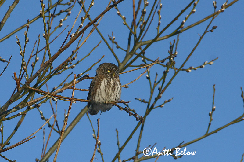 Avainsanat: Spurveugle Dwerguil Eurasian Pygmy Owl Värbkakk Varpuspöllö Chevêchette d'Europe Sperlingskauz Törpekuvik Sparrugla Civetta nana Spurveugle Mocho-pigmeu Glaucidium passerinum Mochuelo Chico Sparvuggla