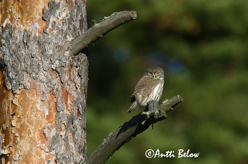 Avainsanat: Spurveugle Dwerguil Eurasian Pygmy Owl Värbkakk Varpuspöllö Chevêchette d'Europe Sperlingskauz Törpekuvik Sparrugla Civetta nana Spurveugle Mocho-pigmeu Glaucidium passerinum Mochuelo Chico Sparvuggla