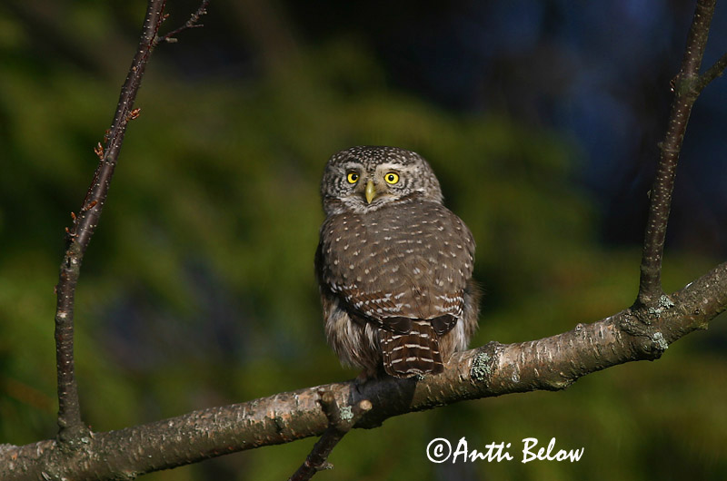 Avainsanat: Spurveugle Dwerguil Eurasian Pygmy Owl Värbkakk Varpuspöllö Chevêchette d'Europe Sperlingskauz Törpekuvik Sparrugla Civetta nana Spurveugle Mocho-pigmeu Glaucidium passerinum Mochuelo Chico Sparvuggla