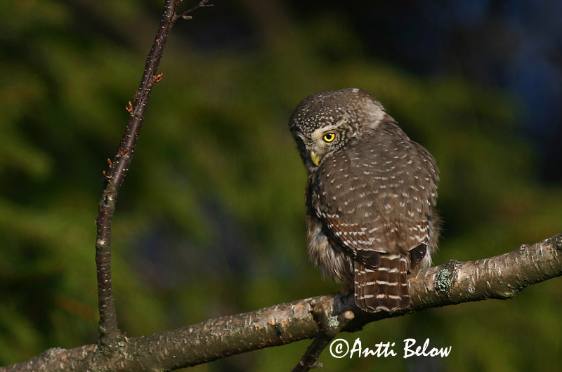 Avainsanat: Spurveugle Dwerguil Eurasian Pygmy Owl Värbkakk Varpuspöllö Chevêchette d'Europe Sperlingskauz Törpekuvik Sparrugla Civetta nana Spurveugle Mocho-pigmeu Glaucidium passerinum Mochuelo Chico Sparvuggla