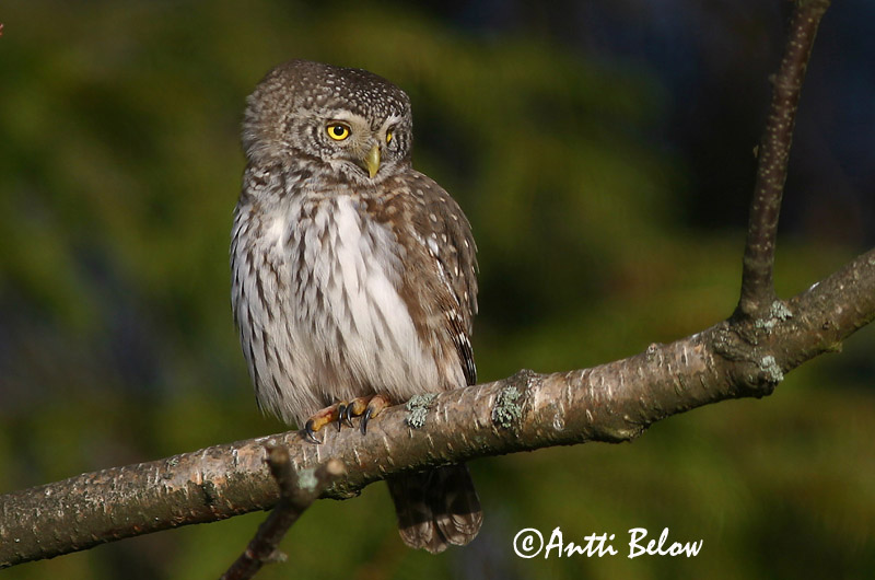 Avainsanat: Spurveugle Dwerguil Eurasian Pygmy Owl Värbkakk Varpuspöllö Chevêchette d'Europe Sperlingskauz Törpekuvik Sparrugla Civetta nana Spurveugle Mocho-pigmeu Glaucidium passerinum Mochuelo Chico Sparvuggla