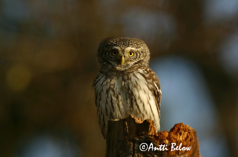 Avainsanat: Spurveugle Dwerguil Eurasian Pygmy Owl Värbkakk Varpuspöllö Chevêchette d'Europe Sperlingskauz Törpekuvik Sparrugla Civetta nana Spurveugle Mocho-pigmeu Glaucidium passerinum Mochuelo Chico Sparvuggla