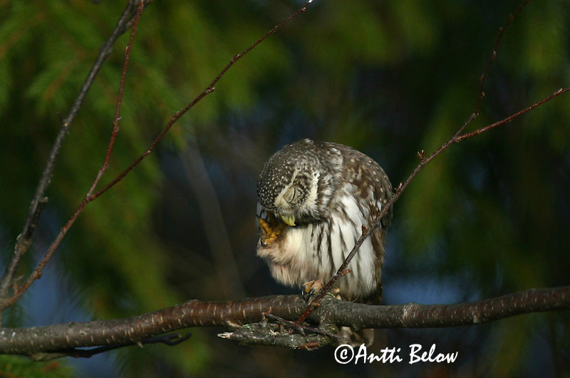 Avainsanat: Spurveugle Dwerguil Eurasian Pygmy Owl Värbkakk Varpuspöllö Chevêchette d'Europe Sperlingskauz Törpekuvik Sparrugla Civetta nana Spurveugle Mocho-pigmeu Glaucidium passerinum Mochuelo Chico Sparvuggla
