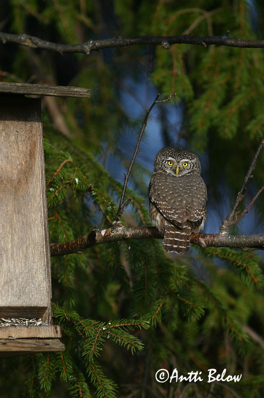 Avainsanat: Spurveugle Dwerguil Eurasian Pygmy Owl Värbkakk Varpuspöllö Chevêchette d'Europe Sperlingskauz Törpekuvik Sparrugla Civetta nana Spurveugle Mocho-pigmeu Glaucidium passerinum Mochuelo Chico Sparvuggla