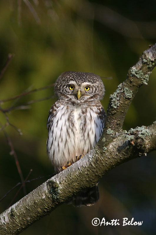 Avainsanat: Spurveugle Dwerguil Eurasian Pygmy Owl Värbkakk Varpuspöllö Chevêchette d'Europe Sperlingskauz Törpekuvik Sparrugla Civetta nana Spurveugle Mocho-pigmeu Glaucidium passerinum Mochuelo Chico Sparvuggla