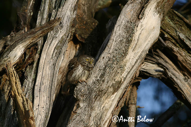 Avainsanat: Spurveugle Dwerguil Eurasian Pygmy Owl Värbkakk Varpuspöllö Chevêchette d'Europe Sperlingskauz Törpekuvik Sparrugla Civetta nana Spurveugle Mocho-pigmeu Glaucidium passerinum Mochuelo Chico Sparvuggla