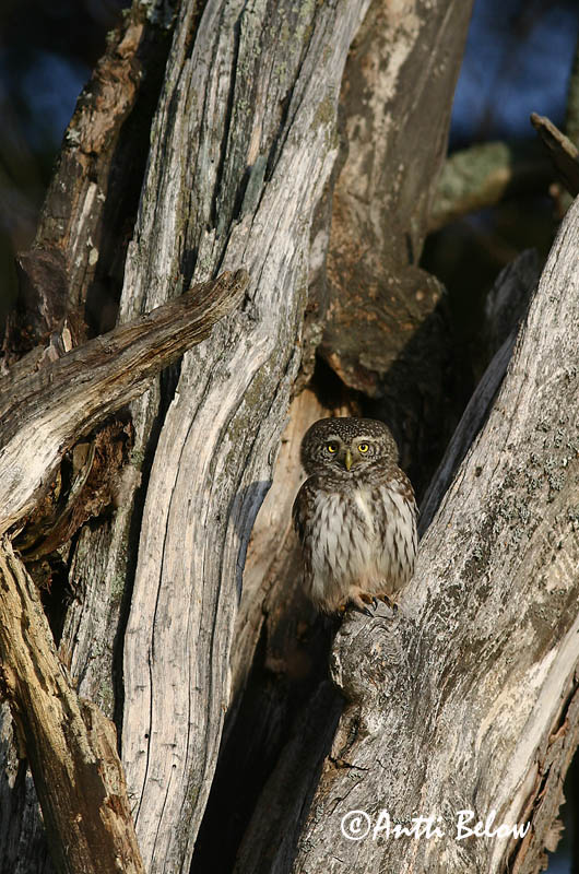 Avainsanat: Spurveugle Dwerguil Eurasian Pygmy Owl Värbkakk Varpuspöllö Chevêchette d'Europe Sperlingskauz Törpekuvik Sparrugla Civetta nana Spurveugle Mocho-pigmeu Glaucidium passerinum Mochuelo Chico Sparvuggla