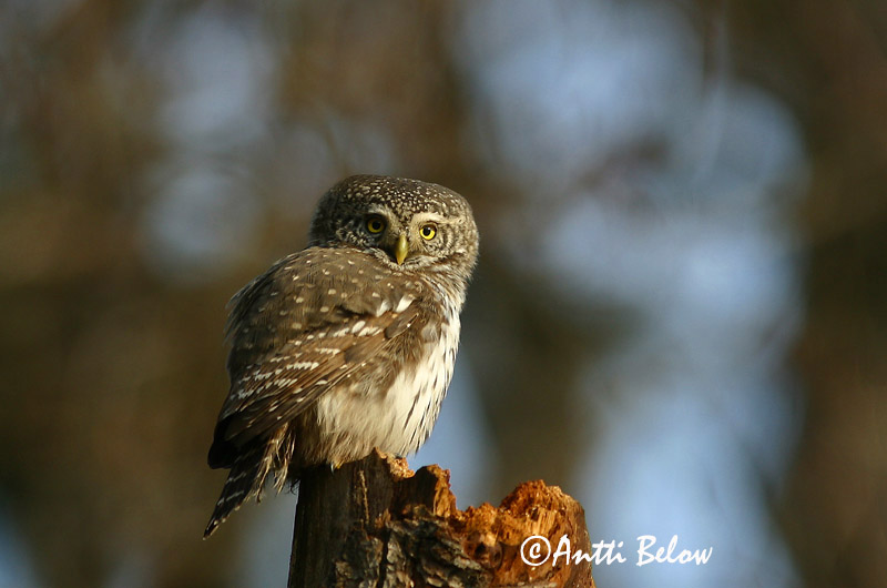 Avainsanat: Spurveugle Dwerguil Eurasian Pygmy Owl Värbkakk Varpuspöllö Chevêchette d'Europe Sperlingskauz Törpekuvik Sparrugla Civetta nana Spurveugle Mocho-pigmeu Glaucidium passerinum Mochuelo Chico Sparvuggla