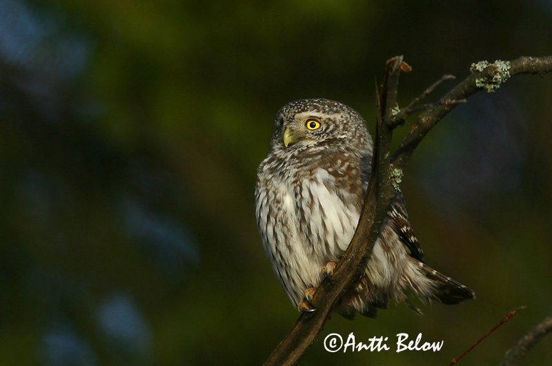 Avainsanat: Spurveugle Dwerguil Eurasian Pygmy Owl Värbkakk Varpuspöllö Chevêchette d'Europe Sperlingskauz Törpekuvik Sparrugla Civetta nana Spurveugle Mocho-pigmeu Glaucidium passerinum Mochuelo Chico Sparvuggla