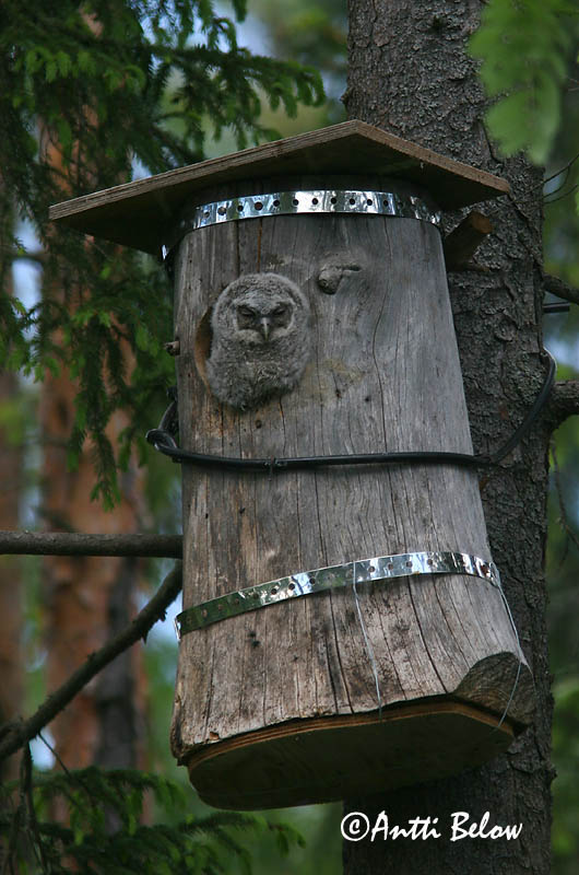 Avainsanat: Gamarús Natugle Bosuil Tawny Owl Kodukakk Lehtopöllö Chouette hulotte Waldkauz Macskabagoly Náttugla Kattugle Coruja-do-mato Strix aluco Cárabo Común Kattuggla