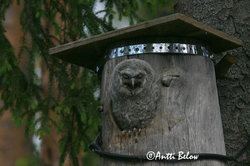 Avainsanat: Gamarús Natugle Bosuil Tawny Owl Kodukakk Lehtopöllö Chouette hulotte Waldkauz Macskabagoly Náttugla Kattugle Coruja-do-mato Strix aluco Cárabo Común Kattuggla