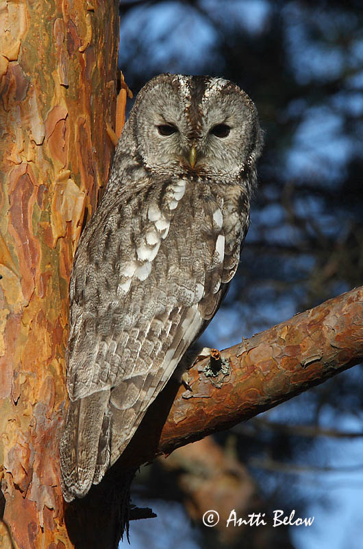 Avainsanat: Gamarús Natugle Bosuil Tawny Owl Kodukakk Lehtopöllö Chouette hulotte Waldkauz Macskabagoly Náttugla Kattugle Coruja-do-mato Strix aluco Cárabo Común Kattuggla