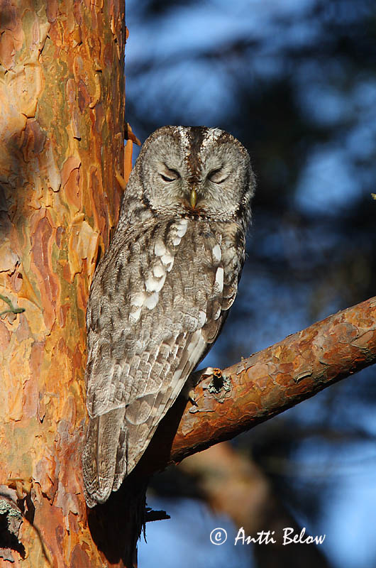 Avainsanat: Gamarús Natugle Bosuil Tawny Owl Kodukakk Lehtopöllö Chouette hulotte Waldkauz Macskabagoly Náttugla Kattugle Coruja-do-mato Strix aluco Cárabo Común Kattuggla