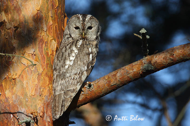 Avainsanat: Gamarús Natugle Bosuil Tawny Owl Kodukakk Lehtopöllö Chouette hulotte Waldkauz Macskabagoly Náttugla Kattugle Coruja-do-mato Strix aluco Cárabo Común Kattuggla