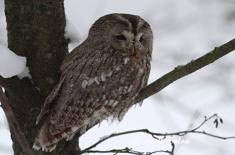 Avainsanat: Gamarús Natugle Bosuil Tawny Owl Kodukakk Lehtopöllö Chouette hulotte Waldkauz Macskabagoly Náttugla Kattugle Coruja-do-mato Strix aluco Cárabo Común Kattuggla