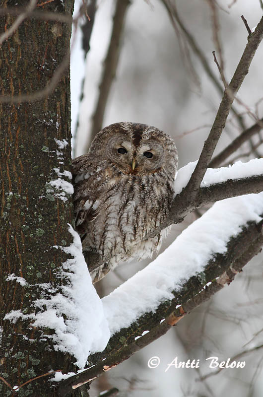 Avainsanat: Gamarús Natugle Bosuil Tawny Owl Kodukakk Lehtopöllö Chouette hulotte Waldkauz Macskabagoly Náttugla Kattugle Coruja-do-mato Strix aluco Cárabo Común Kattuggla