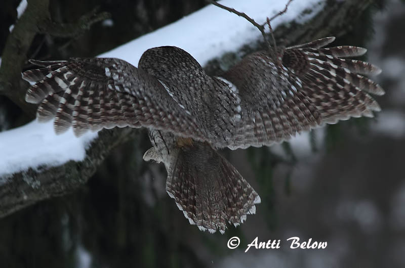 Avainsanat: Gamarús Natugle Bosuil Tawny Owl Kodukakk Lehtopöllö Chouette hulotte Waldkauz Macskabagoly Náttugla Kattugle Coruja-do-mato Strix aluco Cárabo Común Kattuggla