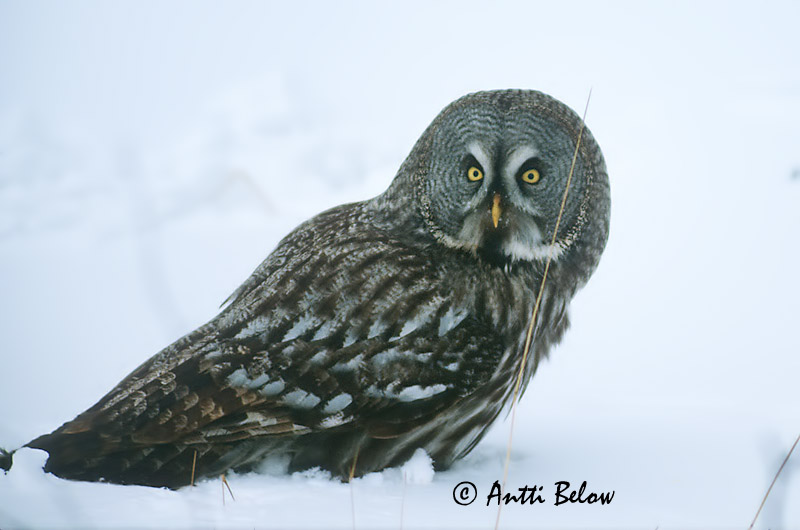 Avainsanat: Laplandsugle Laplanduil Great Grey Owl Habekakk Lapinpöllö Chouette lapone Bartkauz Szakállas bagoly Lappugla Lappugle Coruja-lapónica Strix nebulosa Cárabo Lapón Lappuggla