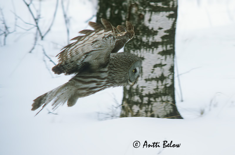 Avainsanat: Laplandsugle Laplanduil Great Grey Owl Habekakk Lapinpöllö Chouette lapone Bartkauz Szakállas bagoly Lappugla Lappugle Coruja-lapónica Strix nebulosa Cárabo Lapón Lappuggla