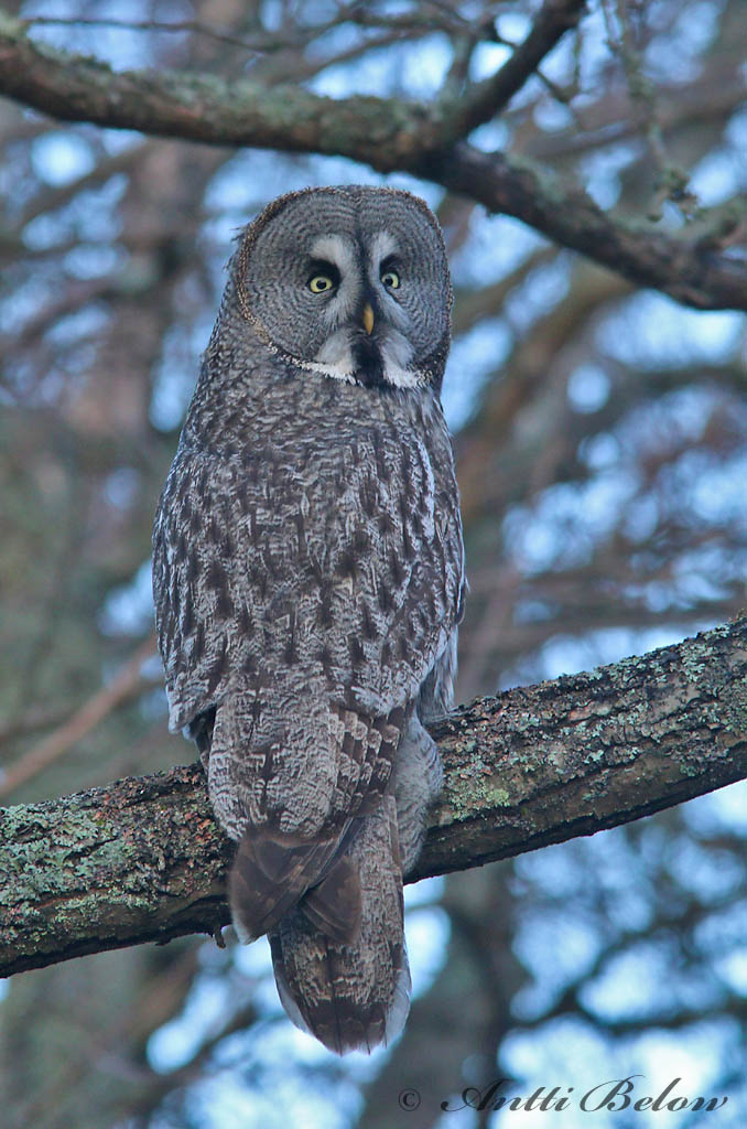 Avainsanat: Laplandsugle Laplanduil Great Grey Owl Habekakk Lapinpöllö Chouette lapone Bartkauz Szakállas bagoly Lappugla Lappugle Coruja-lapónica Strix nebulosa Cárabo Lapón Lappuggla