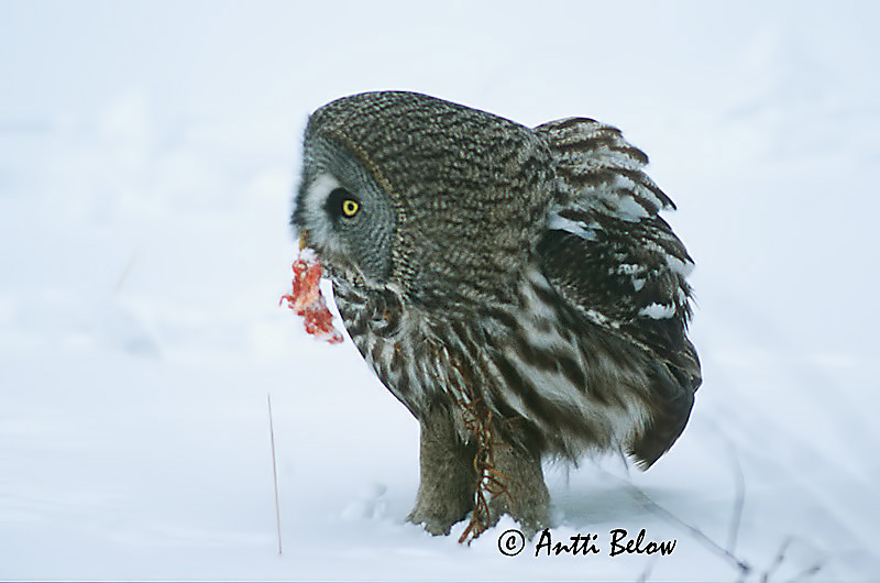 Avainsanat: Laplandsugle Laplanduil Great Grey Owl Habekakk Lapinpöllö Chouette lapone Bartkauz Szakállas bagoly Lappugla Lappugle Coruja-lapónica Strix nebulosa Cárabo Lapón Lappuggla