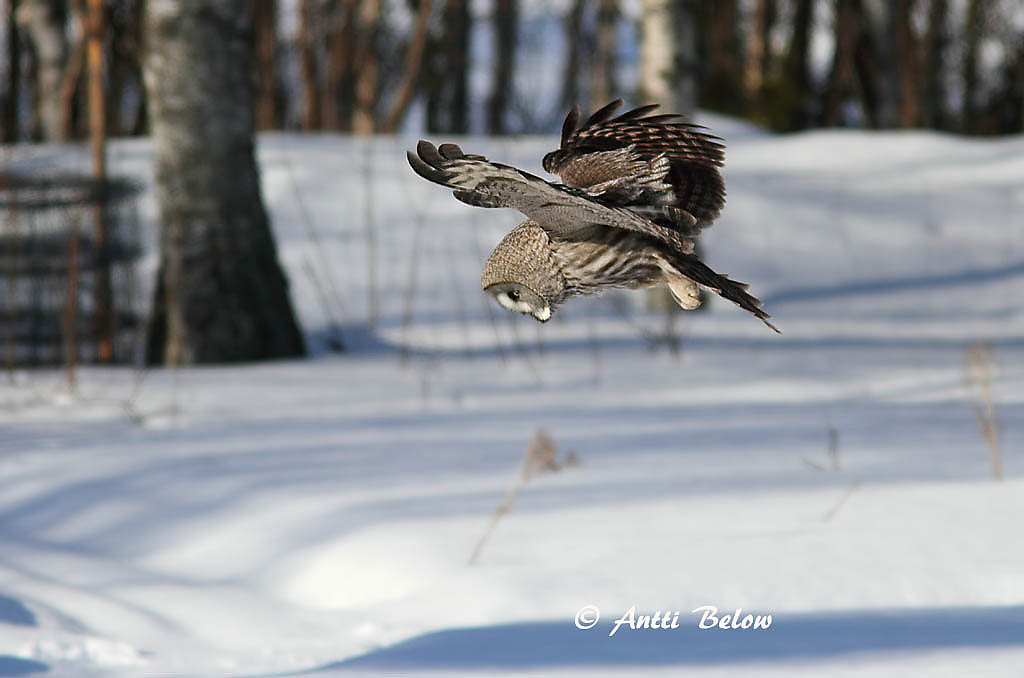Avainsanat: Laplandsugle Laplanduil Great Grey Owl Habekakk Lapinpöllö Chouette lapone Bartkauz Szakállas bagoly Lappugla Lappugle Coruja-lapónica Strix nebulosa Cárabo Lapón Lappuggla