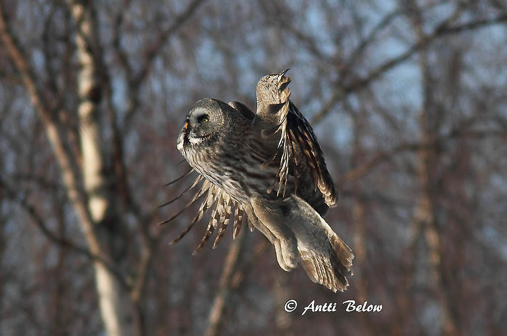 Avainsanat: Laplandsugle Laplanduil Great Grey Owl Habekakk Lapinpöllö Chouette lapone Bartkauz Szakállas bagoly Lappugla Lappugle Coruja-lapónica Strix nebulosa Cárabo Lapón Lappuggla