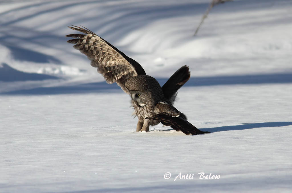 Avainsanat: Laplandsugle Laplanduil Great Grey Owl Habekakk Lapinpöllö Chouette lapone Bartkauz Szakállas bagoly Lappugla Lappugle Coruja-lapónica Strix nebulosa Cárabo Lapón Lappuggla